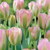 Tulip \'Greenland\' - 64 tulip bulbs