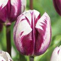 Tulip \'Blueberry Ripple\' - 16 tulip bulbs