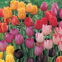 Tulip \'Darwin Mixed\' - 32 tulip bulbs