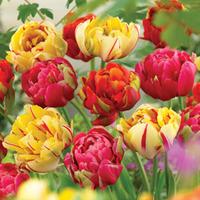 tulip colour carnival 32 tulip bulbs