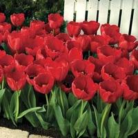 Tulip \'Red Impression\' - 32 tulip bulbs