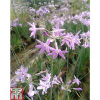 Tulbaghia violacea (Marginal Aquatic) - 3 x 9cm potted tulbaghia plants