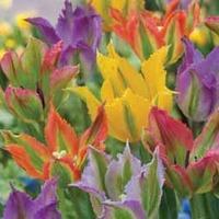 Tulip \'Frilly Fiesta Mixed\' - 16 tulip bulbs