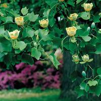 Tulip Tree - 2 x 9cm potted tulip plants