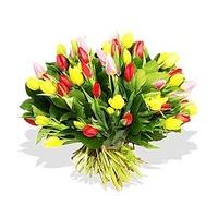 Tulips Bunch