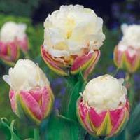 Tulip \'Ice Cream\' - 5 tulip bulbs