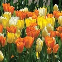 tulip imperial friends 15 bulbs