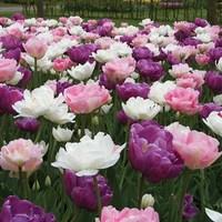 tulip peaceful pastels 30 bulbs