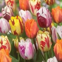 tulip flaming beauty mix 30 bulbs