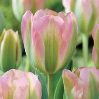 Tulip \'Greenland\' - 32 tulip bulbs