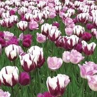 tulip harmony of purples mix 30 bulbs