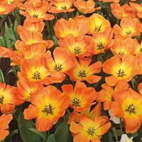 Tulip \'Big Sun\' - 16 tulip bulbs