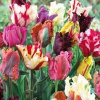 Tulip \'Parrot Mixed\' - 16 tulip bulbs