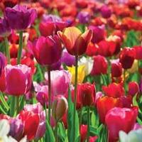 Tulip \'Majestic Mix\' - 100 tulip bulbs