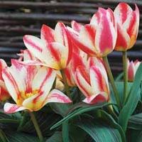 Tulip \'St George\' - 32 tulip bulbs