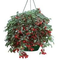 tumbling tom f1 2 pre planted hanging baskets