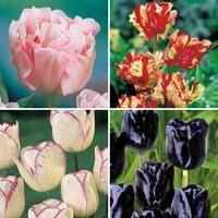 Tulip \'Lover\'s Collection\' - 64 tulip bulbs, 16 of each