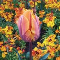 tulip prinses irene 20 bulbs