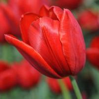 tulip red sensation 32 tulip bulbs