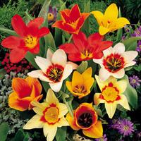 Tulip \'Magical Carpet\' - 50 tulip bulbs