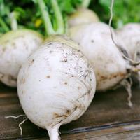 Turnip \'Snowball\' (Seeds) - 1 packet (1000 turnip seeds)