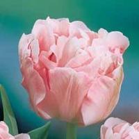 Tulip \'Angelique\' - 16 tulip bulbs