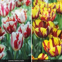 Tulip \'Flaming Duo\' - 32 tulip bulbs