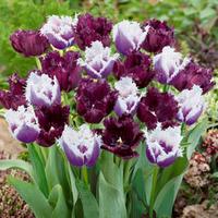 Tulip \'Black Cherry Frost\' - 16 tulip bulbs