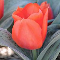 tulip giant orange sunset 4 tulip bulbs