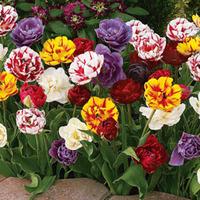 tulip colour carpet 32 tulip bulbs