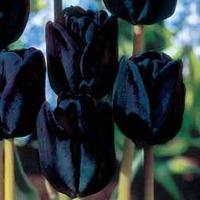 Tulip \'Black Satin\' - 16 tulip...