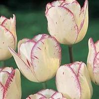 Tulip \'Shirley\' - 16 tulip bulbs