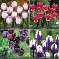 Tulip \'Rockstar Collection\' - 100 tulip bulbs, 25 of each variety