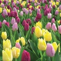 tulip royal princes mix 30 bulbs