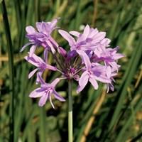 Tulbaghia Violacea Silver Lace 1...