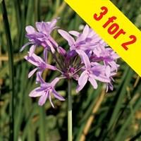 Tulbaghia Violacea Silver Lace 3...