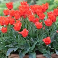 Tulip Red Riding Hood 20 Bulbs