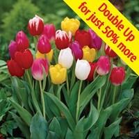 tulip triumph mix 30 bulbs