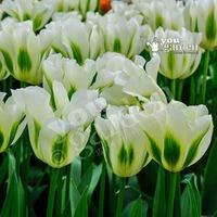 Tulip viridiflora Spring Green pack of 10 bulbs