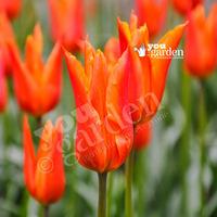 Tulip Syneada Orange Size:12+ pack of 12 bulbs