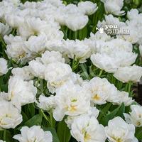 Tulip Mount Tacoma (Peony flower...