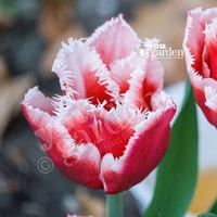 Tulip Canasta Size: 10/11 pack of 10 bulbs