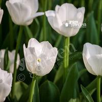 Tulip Triumph White Size 12+ pack of 15 bulbs