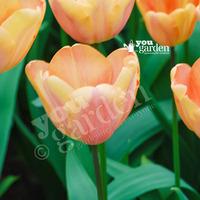 Tulip Apricot Fox Size: 11/11 pack of 10 bulbs