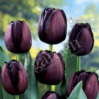 tulip queen of the night size 12 pack of 15 bulbs