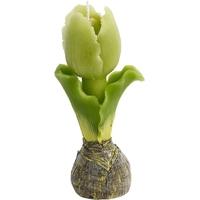 Tulip Small Candle (Set of 12)