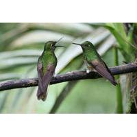 two day tour of bird watching cacao farms and chocolate tasting