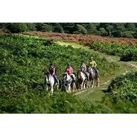 Two Hour New Forest Horse Riding Experience