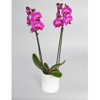 Twin-Stemmed Phalaenopsis