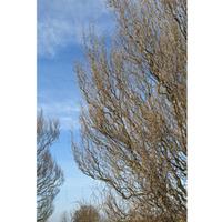 Twisted willow (Hedging) - 50 bare root hedging plants